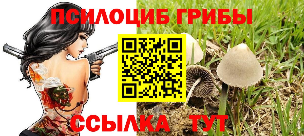 Псилоцибиновые грибы мицелий Кириши